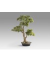 CHOKKAN - BONSAI 83CM